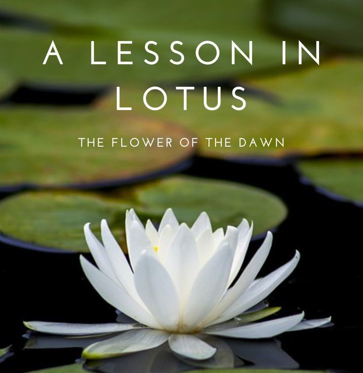 The Lotus Sutra